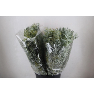 Mimosa Luna D'argento P Bunch