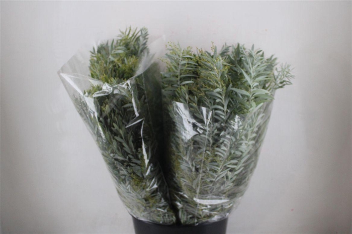 <h4>Mimosa Luna D'argento P Bunch</h4>