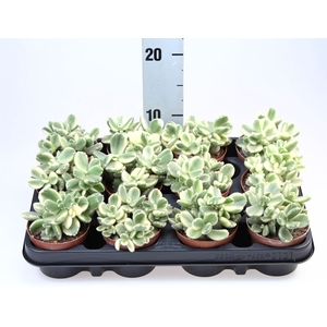 Cotyledon tome. ladys.
