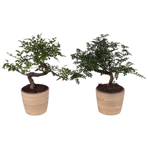 Bonsai Indoor Mix Ø12cm S-Shape in Ø 13cm Wood NT465