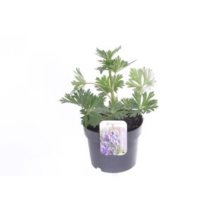 Aconitum arendsii Pershore Abbey