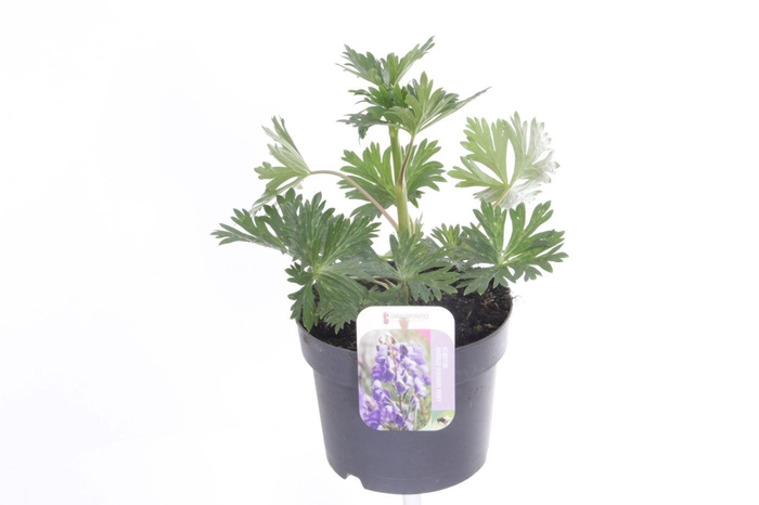 <h4>Aconitum arendsii Pershore Abbey</h4>