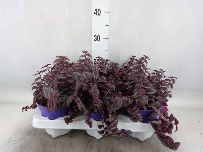 <h4>Tradescantia   ...</h4>