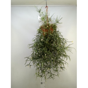 Rhipsalis pilocarpa