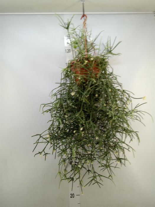 <h4>Rhipsalis pilocarpa</h4>