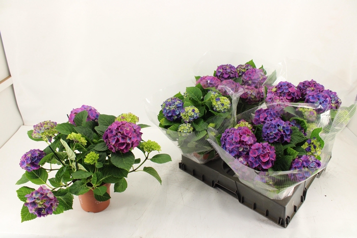 <h4>HYDR M NINGBO</h4>