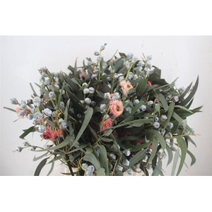 Euca Boule Flower Red P Bunch