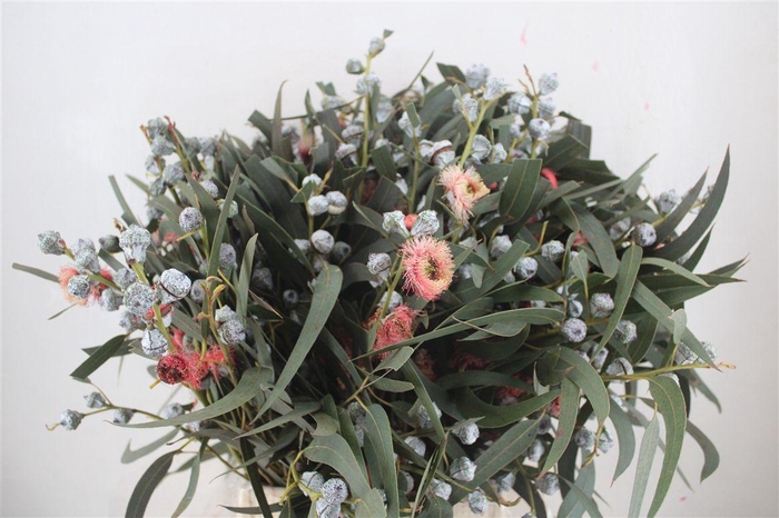 <h4>Euca Boule Flower Red P Bunch</h4>