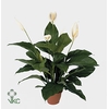 Spathiphyllum 'sweet Lauretta' As