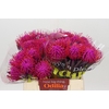 Nutans Painted Cerise