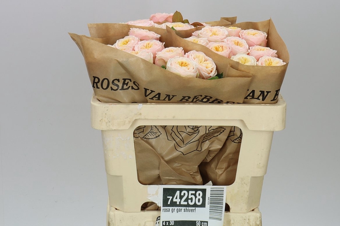<h4>Rosa Gr Gar Shiver!</h4>
