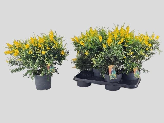 <h4>GENISTA X SP</h4>