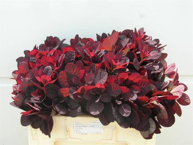 <h4>COTI C ROYAL PURPLE</h4>