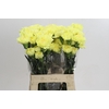 Dianthus St Hermes
