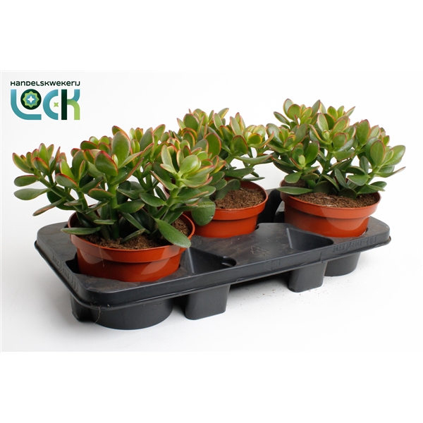 <h4>Crassula Ovata Sunset</h4>