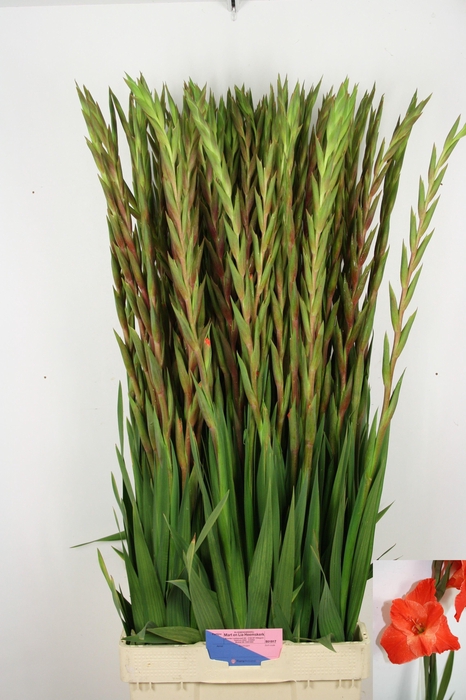 <h4>GLAD GR LIVE OAK</h4>