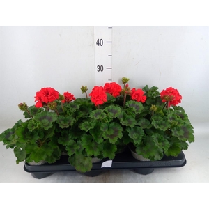 Pelargonium zona. 'Tosca Bernd'