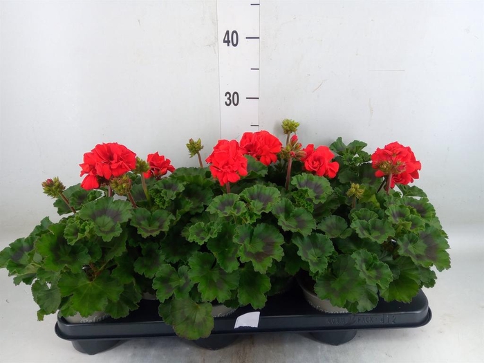 <h4>Pelargonium zona. 'Tosca Bernd'</h4>