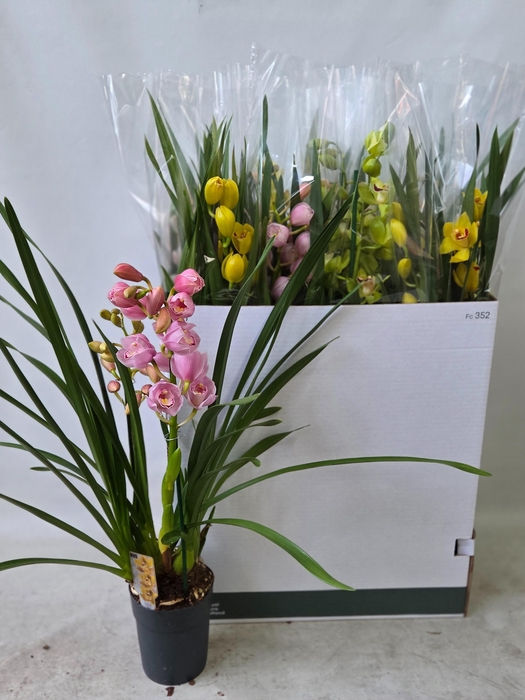 <h4>CYMB GEMENGD</h4>