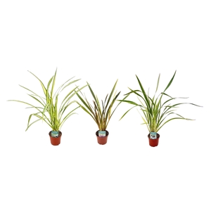 Phormium mix
