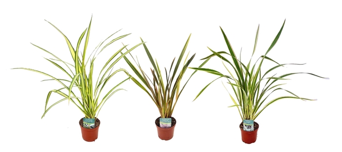 <h4>Phormium mix</h4>