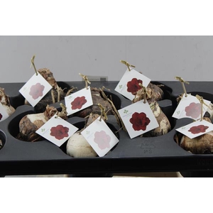 Craspedia Paint Pop L 70