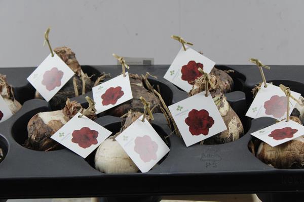 <h4>Craspedia Paint Pop L 70</h4>