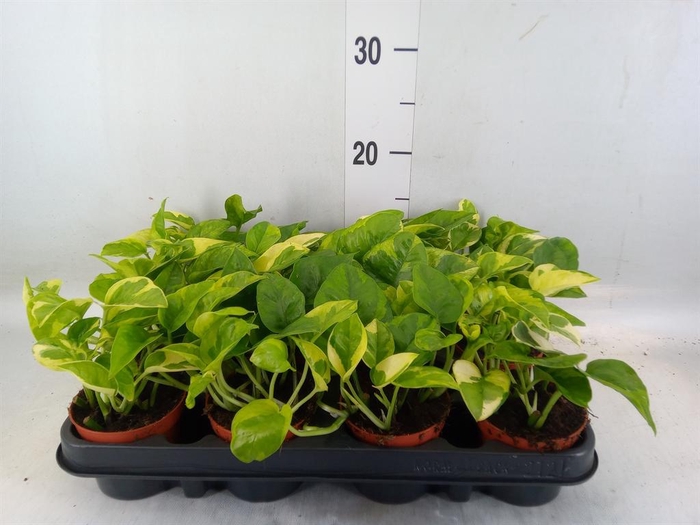 <h4>Scindapsus   ...</h4>