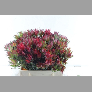 Leucad Sal Blush Xxl