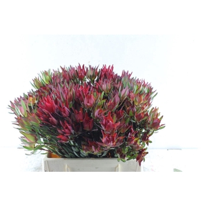 Leucad Sal Blush Xxl