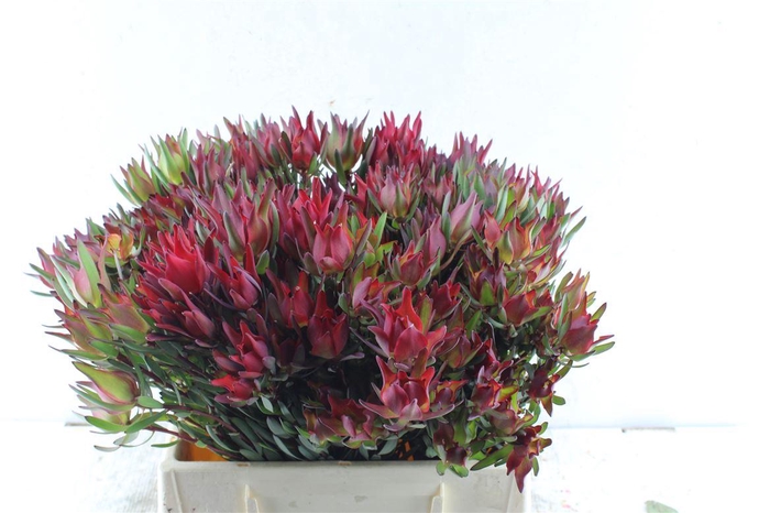 <h4>Leucad Sal Blush Xxl</h4>