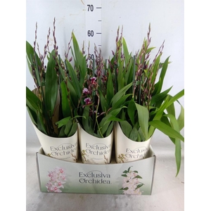 Burrageara  'Barrocco Red'