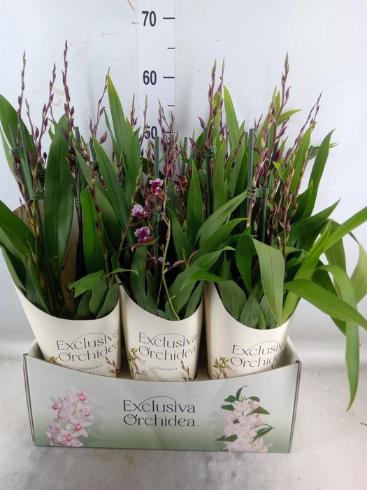 <h4>Burrageara  'Barrocco Red'</h4>