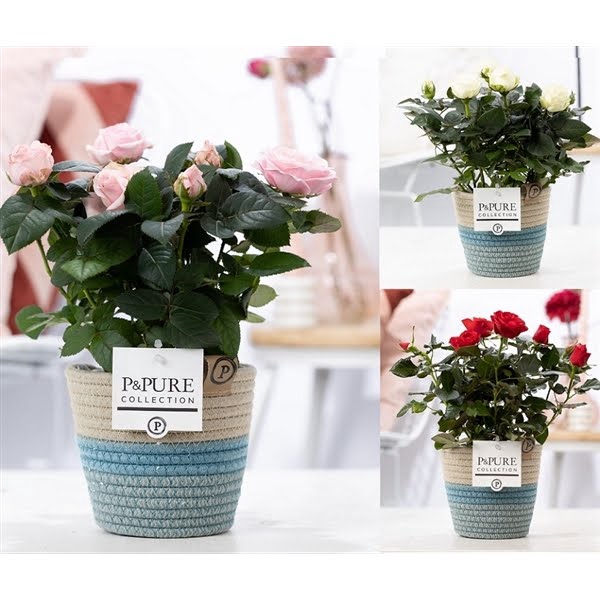 <h4>Rosa gemengd in P&PURE Fashionpot Valerie</h4>