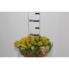 ALSTROEMERIA FLORIDA 070 CM