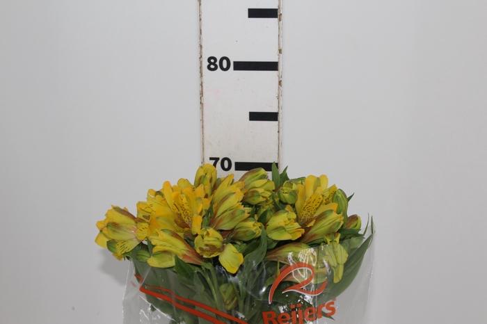 ALSTROEMERIA FLORIDA 070 CM