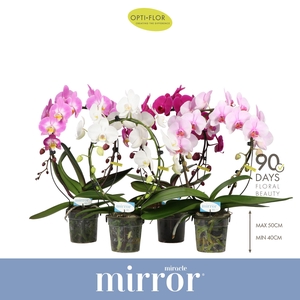 Mirror Miracle Mix 2 spike