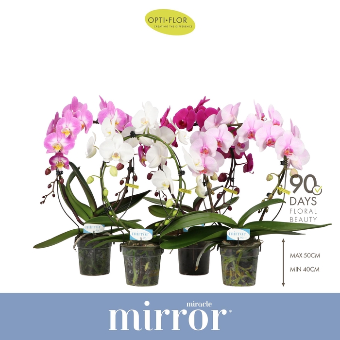 <h4>Mirror Miracle Mix 2 spike</h4>