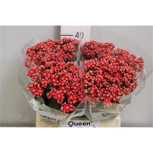 Kalanchoe  'Pretty Red Meadow'