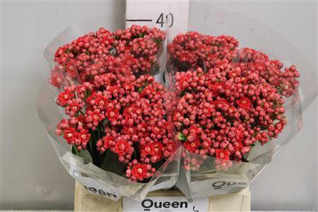 <h4>Kalanchoe  'Pretty Red Meadow'</h4>