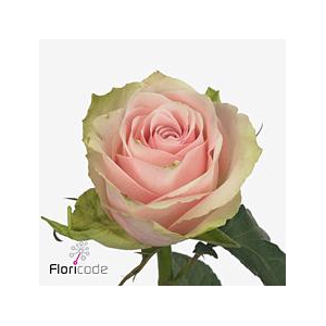 Rosa large pink athena