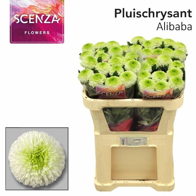 <h4>CHR G ALIBABA ANGEBOT</h4>