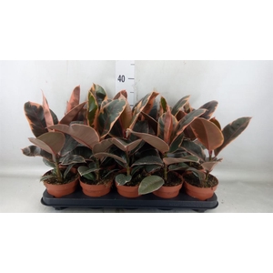 Ficus elastica 'Belize'