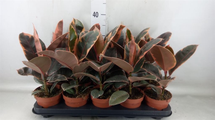 <h4>Ficus elastica 'Belize'</h4>