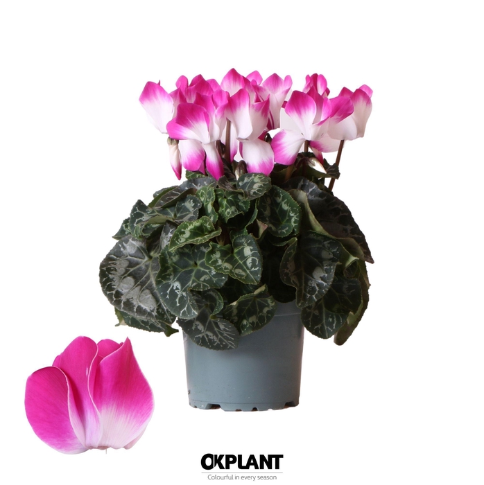 <h4>Cyclamen Indiaka violet</h4>
