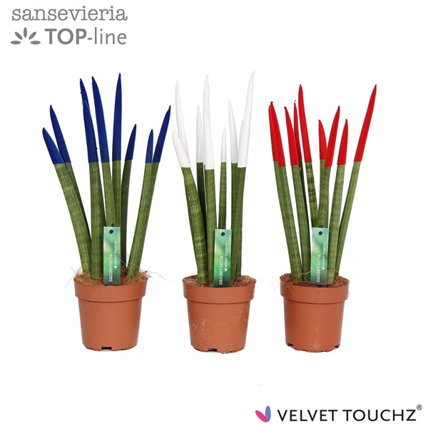 <h4>Sansevieria VELVET TOUCHZ® Frankrijk/Nederland</h4>