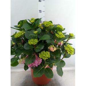 Hydrangea mac. 'Hi River'