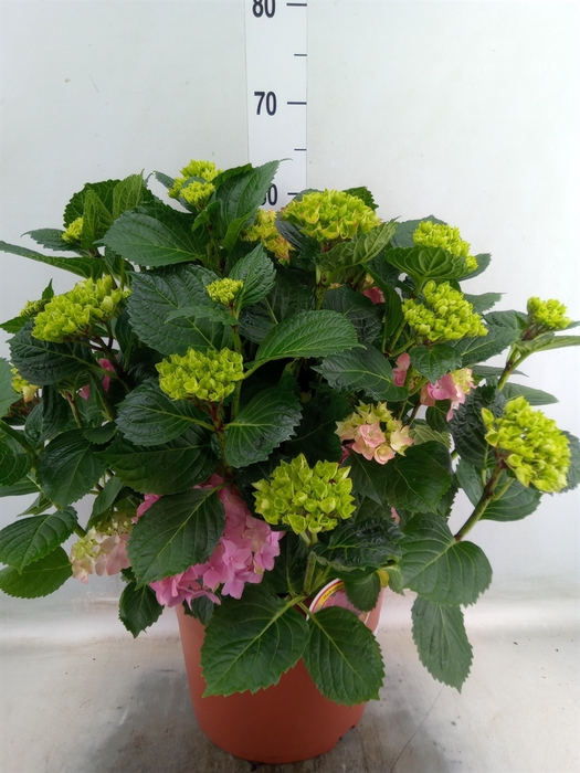 <h4>Hydrangea mac. 'Hi River'</h4>