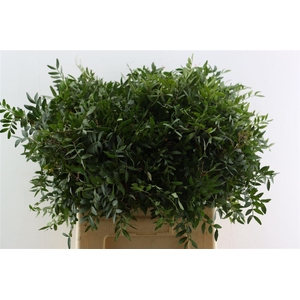 Pistache Spa 60cm P Bunch
