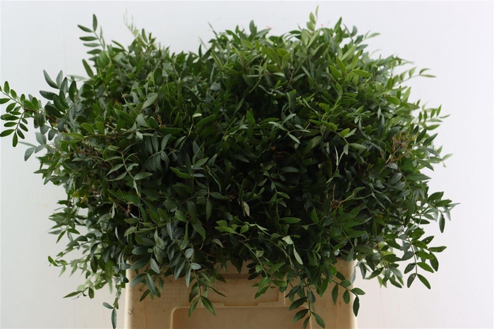 <h4>Pistache Spa 60cm P Bunch</h4>